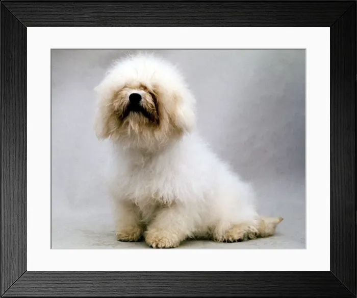 Framed Print : Full length of a Bichons Frise dog June 1987 Framed Print : Full length of a Bichons Frise dog June 1987