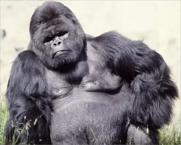 A gorilla at a zoo in England Circa 1980
