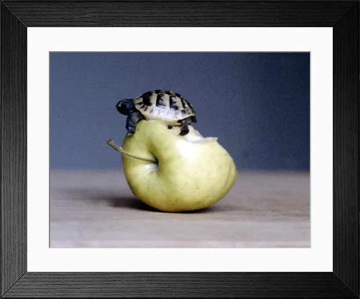 Framed Print : Bodie the tortoise pon top of an apple January 1982 Framed Print : Bodie the tortoise pon top of an apple January 1982