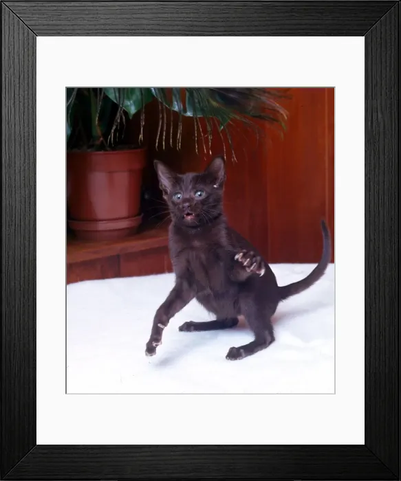 Framed Print : A Havana cat waving his paw Febraury 1989 Framed Print : A Havana cat waving his paw Febraury 1989