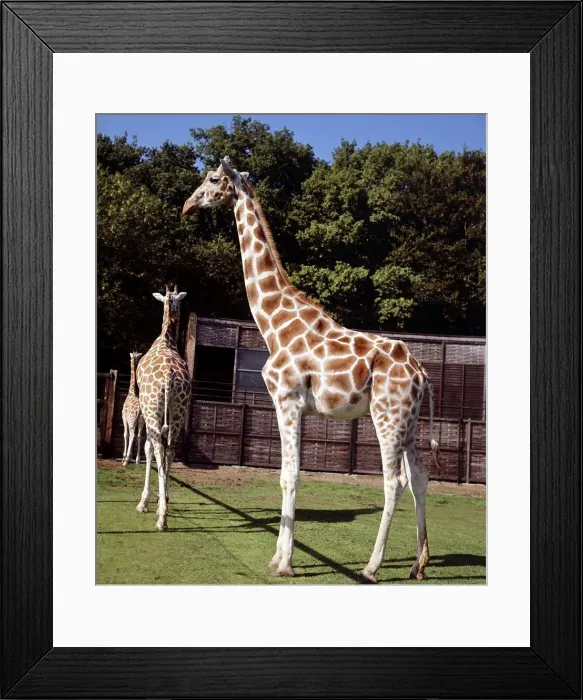Framed Print : Giraffes at Whispanade Zoo March 1966 Framed Print : Giraffes at Whispanade Zoo March 1966