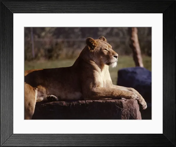 Framed Print : A lioness at Chester Zoo October 1977 Framed Print : A lioness at Chester Zoo October 1977