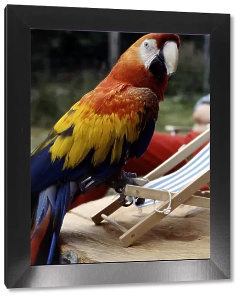 Sam the 2 year old American macaw perched on a deckchair July 1979