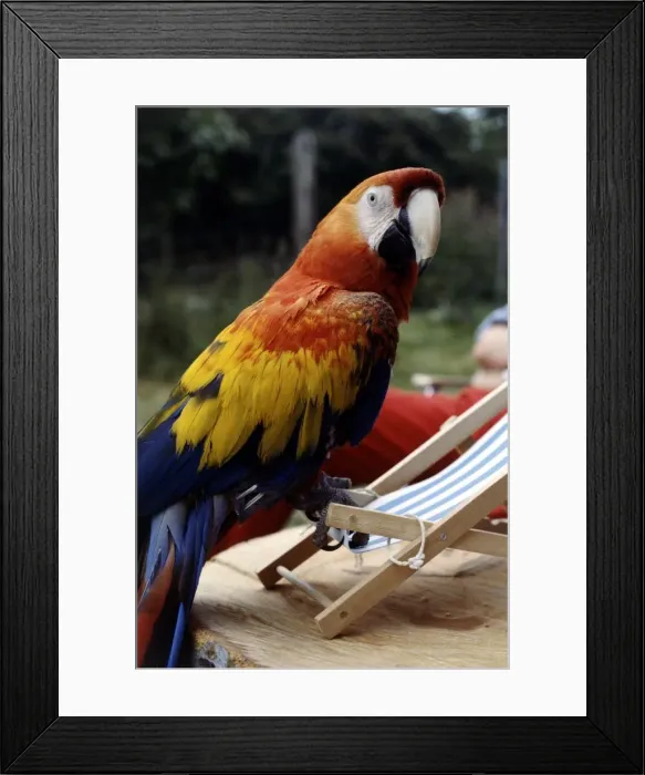 Framed Print : Sam the 2 year old American macaw perched on a deckchair July 1979