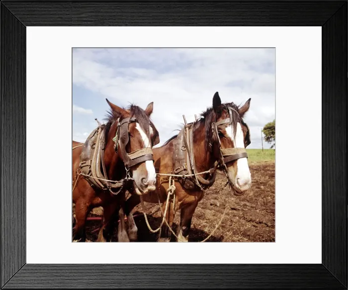 Framed Print : Shire horses ploughing in the fields February 1989 Framed Print : Shire horses ploughing in the fields February 1989