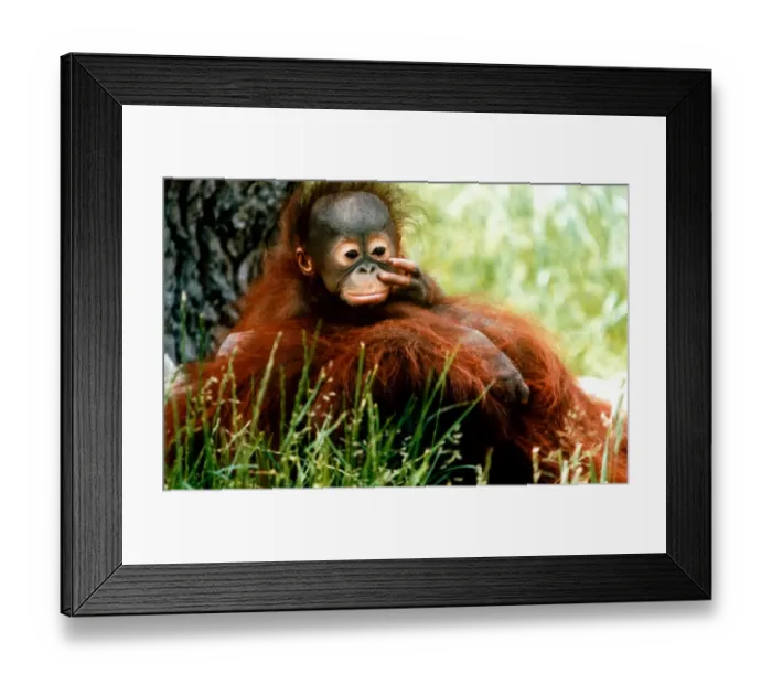 Framed Print : Orang-Utan Lola and baby Jorong picking its nose at Chester Zoo. November 1995