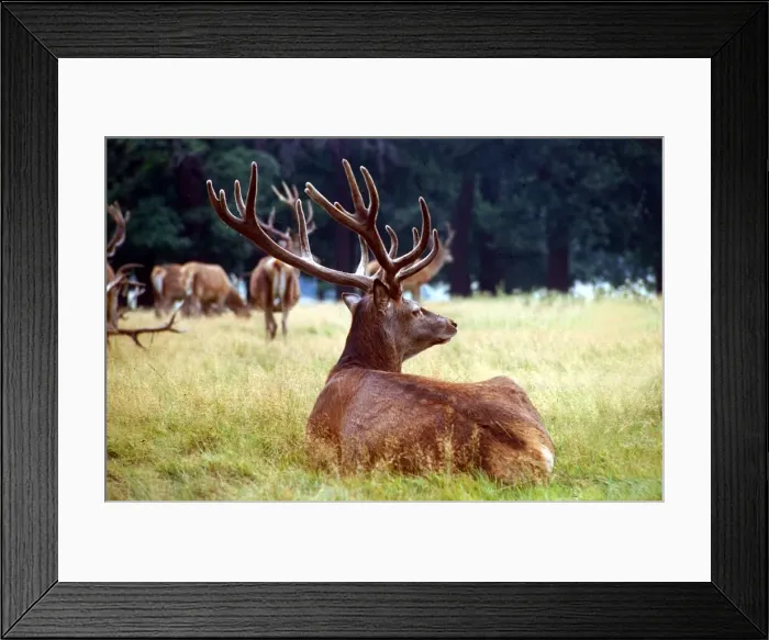 Framed Print : Red Deer lying down in the grass out in the fields September 1979