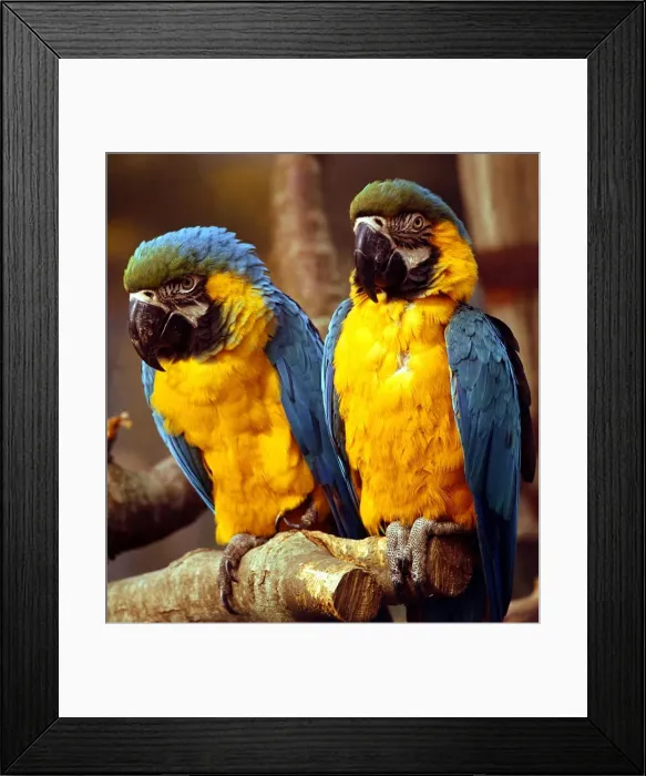 Framed Print : A pair of macaws perched on a branch February 1989 Framed Print : A pair of macaws perched on a branch February 1989