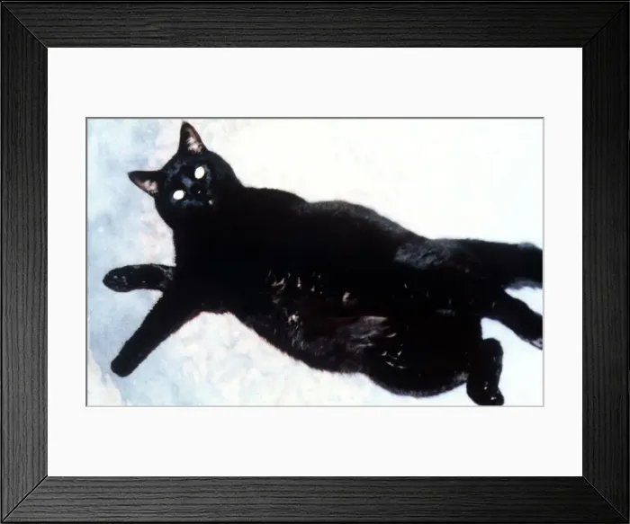 Framed Print : Hills Pet Slimmer of the Year 1995 runner up Clarence tries to escape