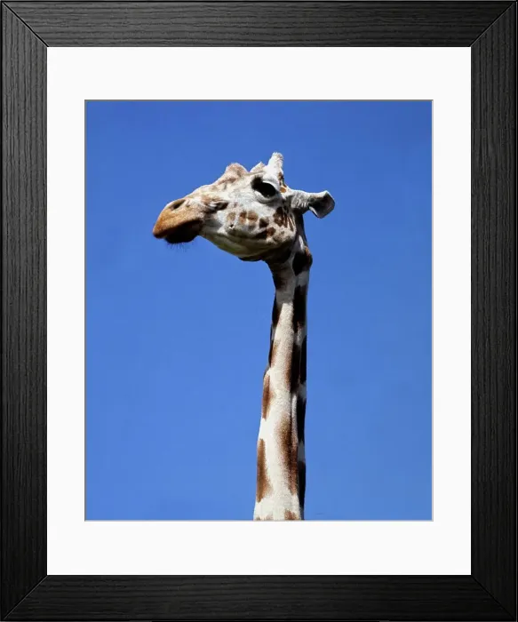Framed Print : Head and neck of a giraffe at Whispanade Zoo March 1966 Framed Print : Head and neck of a giraffe at Whispanade Zoo March 1966