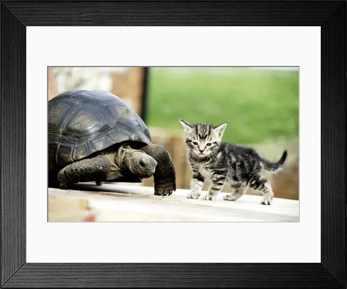 Framed Print : Four week old kitten with Lightning the ten year old tortoise at their owners home in Framed Print : Four week old kitten with Lightning the ten year old tortoise at their owners home in