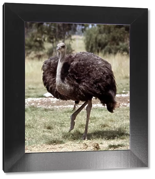 An ostrich at Lion Park in South Africa April 1973