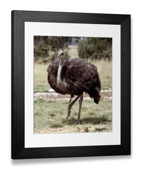 Framed Print : An ostrich at Lion Park in South Africa April 1973 Framed Print : An ostrich at Lion Park in South Africa April 1973