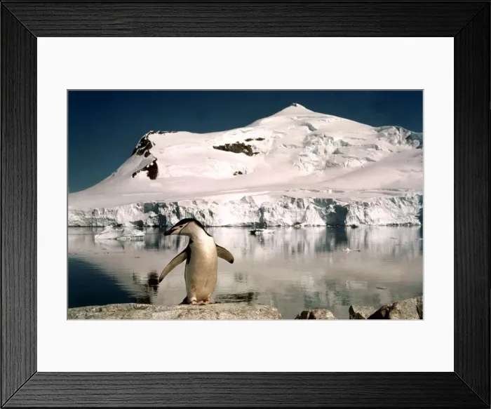 Framed Print : Chinstrap penguins with their chicks at Paradise Bay in Antarctica March 1974 Framed Print : Chinstrap penguins with their chicks at Paradise Bay in Antarctica March 1974