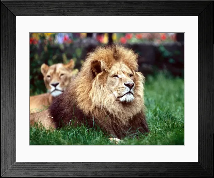 Framed Print : A Lion and lioness laying down in the grass at a zoo in England July 1971