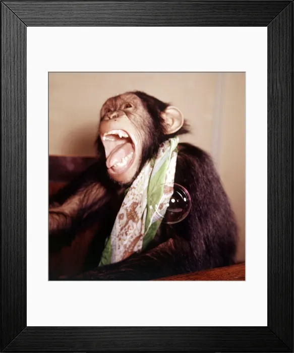 Framed Print : A chimpanzee at Bellue Vue Zoo blowing bubbles January 1968