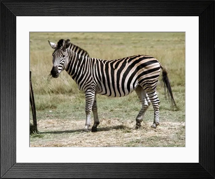 Framed Print : A zebra at Lion Park in South Africa April 1973 Framed Print : A zebra at Lion Park in South Africa April 1973
