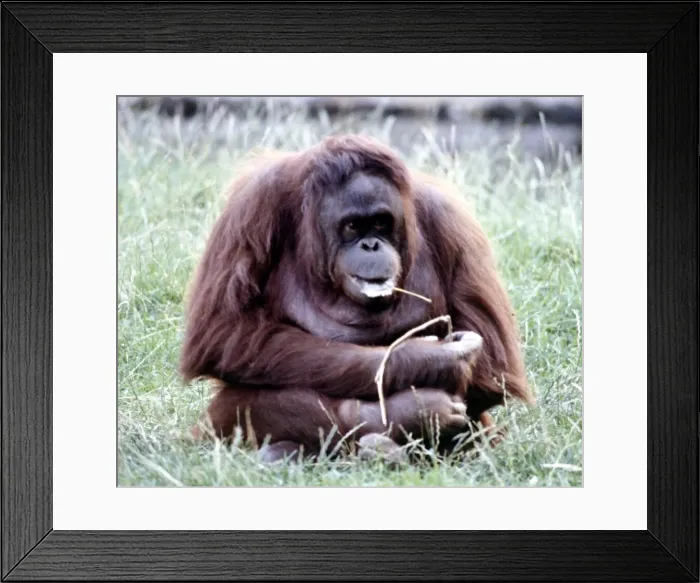 Framed Print : An orang utan at Chester Zoo August 1979 Framed Print : An orang utan at Chester Zoo August 1979