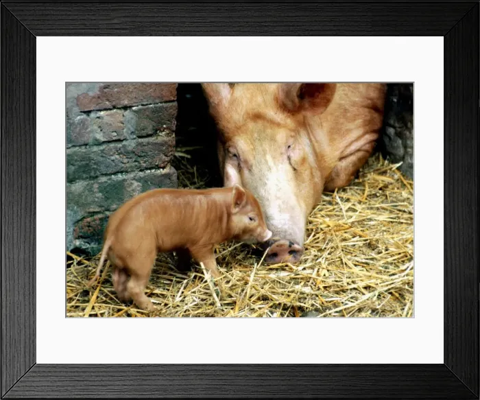 Framed Print : Tamworth pig and piglet at a farm in England January 1980