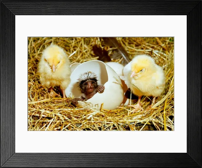 Framed Print : April Fools joke: Charlie the chickpanzee hatching from an egg April 1991 Framed Print : April Fools joke: Charlie the chickpanzee hatching from an egg April 1991