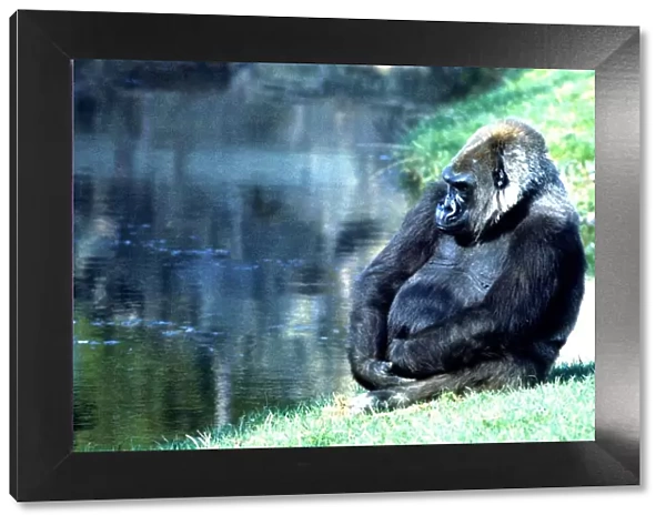Gorilla sitting down by the lake at Chester Zoo. October 1977