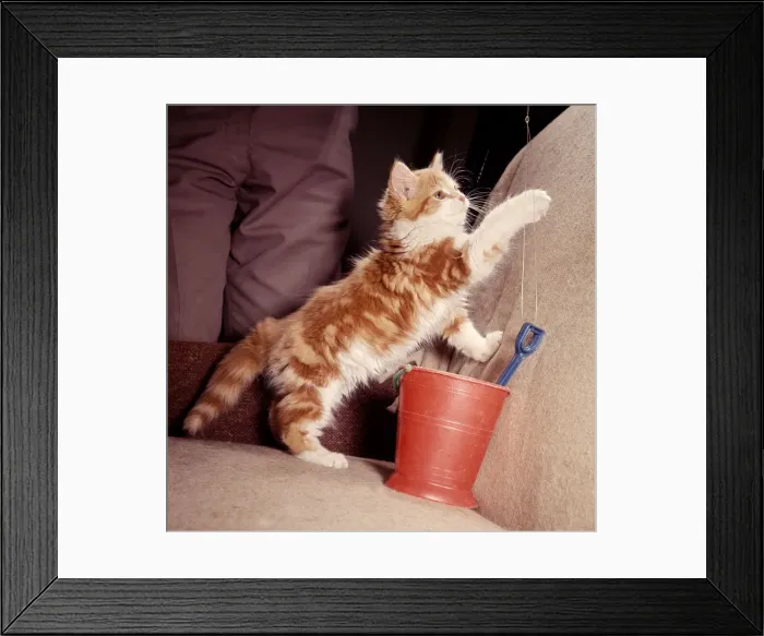 Framed Print : Felix the kitten owned by Mr John Holmes playing with string attached to a bucket Framed Print : Felix the kitten owned by Mr John Holmes playing with string attached to a bucket