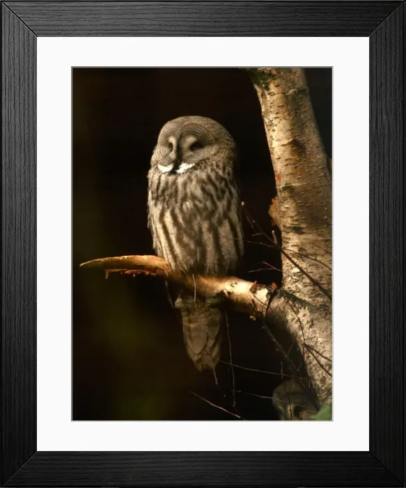 Framed Print : An owl perched on a branch at Chester Zoo October 1977