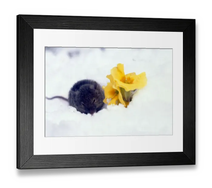Framed Print : Barn mouse foraging during a late spring snowfall in Cheshire. April 1978