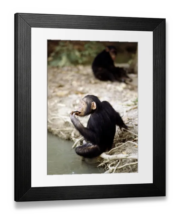 Framed Print : Chimpanzees lazing round at a nature reserve in The Gambia where they are re-habilitated