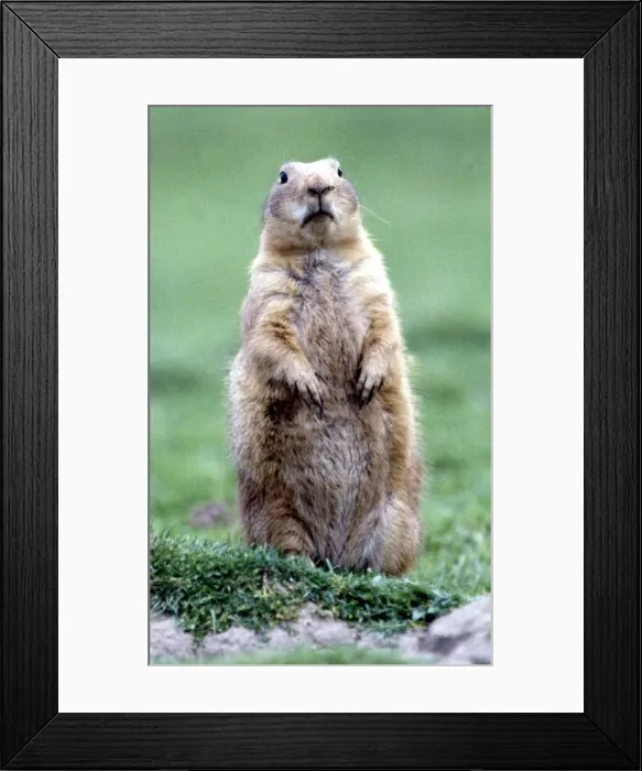 Framed Print : A marmot July 1981 Framed Print : A marmot July 1981