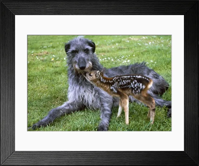 Framed Print : Shona the deerhound with Roro the Roe Deer July 1989 Framed Print : Shona the deerhound with Roro the Roe Deer July 1989