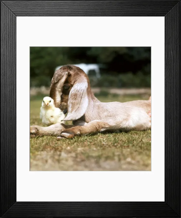 Framed Print : A Nubian Goat lying down on the grass with a chick next to him May 1976 Framed Print : A Nubian Goat lying down on the grass with a chick next to him May 1976