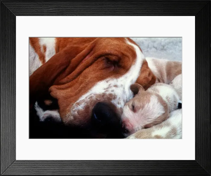 Framed Print : A Bassett Hound dog sleeping with her puppies December 1995 Framed Print : A Bassett Hound dog sleeping with her puppies December 1995