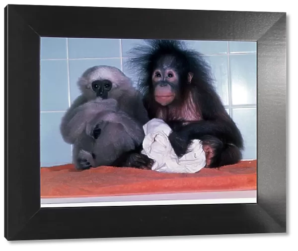 A fuzzy haired baby Orang Utan with baby Gibbon at Twycross Zoo November 1977