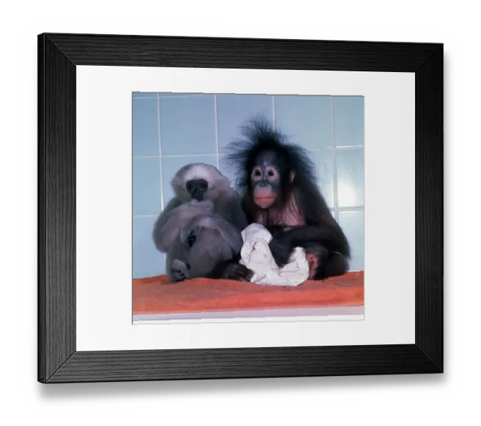 Framed Print : A fuzzy haired baby Orang Utan with baby Gibbon at Twycross Zoo November 1977 Framed Print : A fuzzy haired baby Orang Utan with baby Gibbon at Twycross Zoo November 1977
