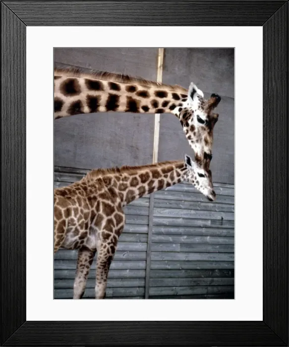 Framed Print : Anne the baby giraffe with her mother Dribbles at Marwell Zoo June 1987 Framed Print : Anne the baby giraffe with her mother Dribbles at Marwell Zoo June 1987