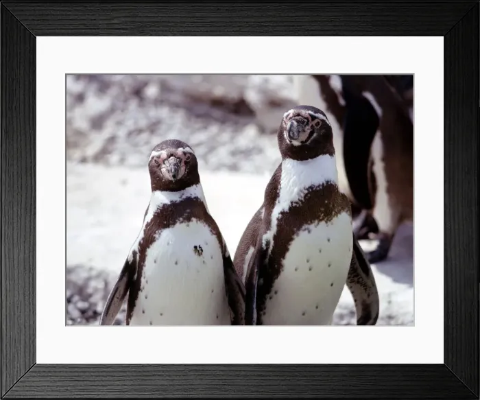 Framed Print : Two humboldt penguins at Blackpool Zoo June 1976 Framed Print : Two humboldt penguins at Blackpool Zoo June 1976
