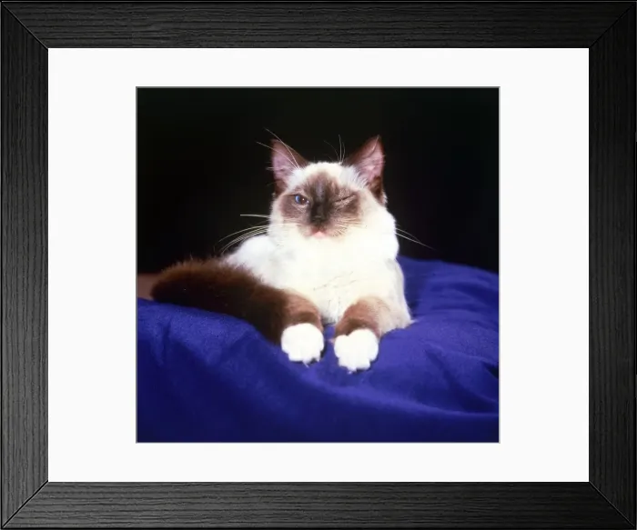 Framed Print : Four months old rag doll cat Fawpaws Ragjerry of Patriaca (knows as Jizzy Framed Print : Four months old rag doll cat Fawpaws Ragjerry of Patriaca (knows as Jizzy