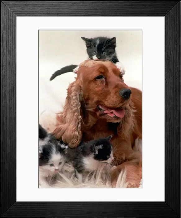 Framed Print : Cocker Spaniel dog looking after a group of four kittens July 1996