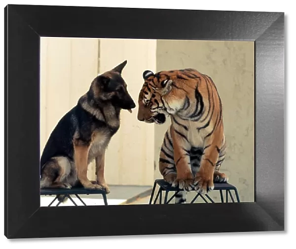 Animal friendship between Ravi the Bengal tiger and Duke the Alsation dog July