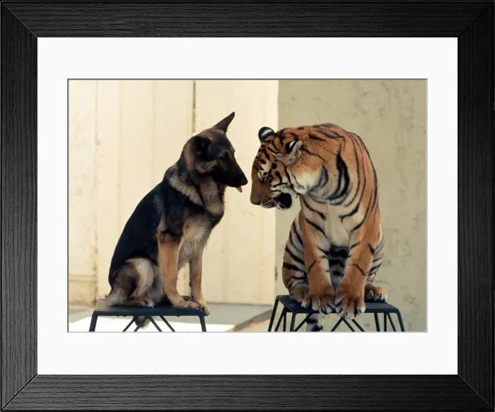 Framed Print : Animal friendship between Ravi the Bengal tiger and Duke the Alsation dog July