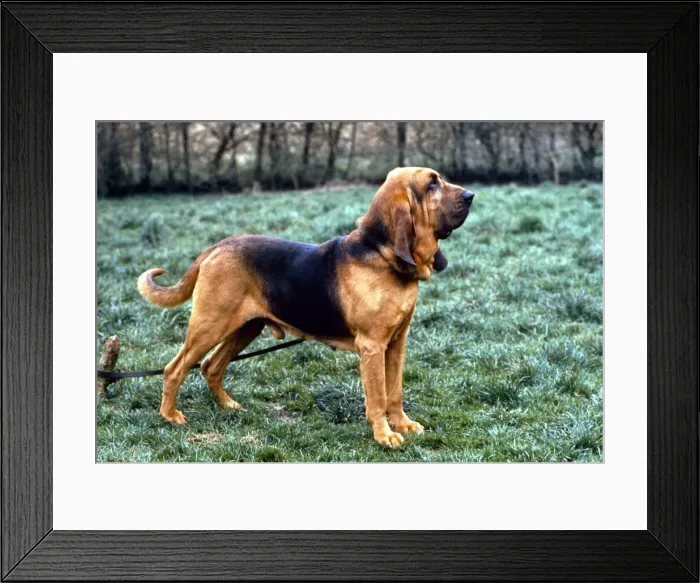 Framed Print : A Bloodhound Dog August 1994 Framed Print : A Bloodhound Dog August 1994