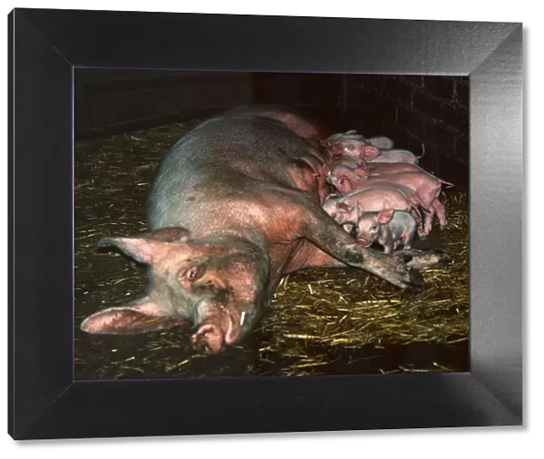 A mother pig lying on her side with her piglets July 1971