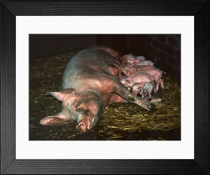 Framed Print : A mother pig lying on her side with her piglets July 1971 Framed Print : A mother pig lying on her side with her piglets July 1971