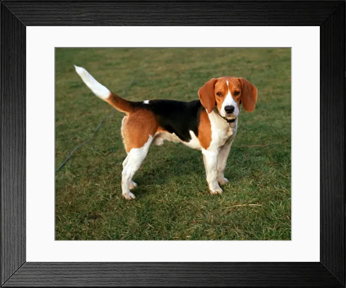 Framed Print : A Basset Hound on the grass June 1968 Framed Print : A Basset Hound on the grass June 1968