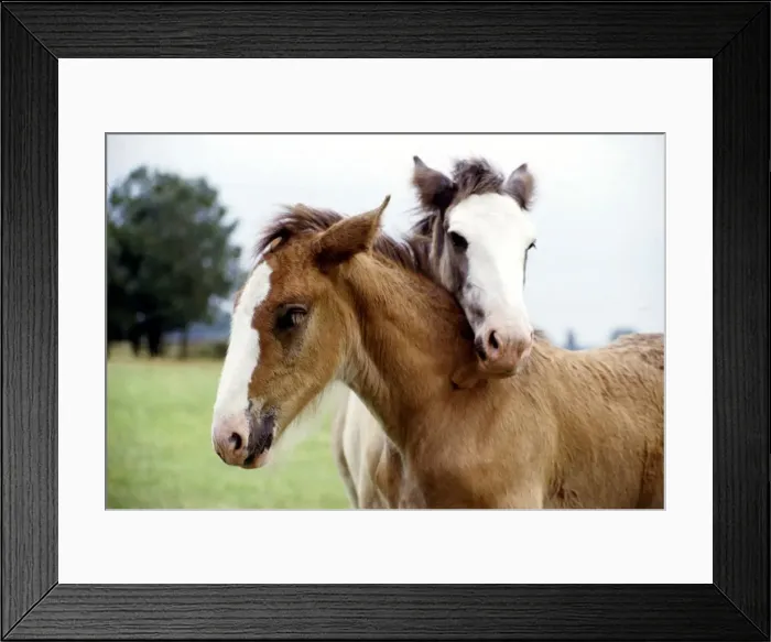 Framed Print : Two shire foals given the names Andy and Fergie by their owners Shirley Framed Print : Two shire foals given the names Andy and Fergie by their owners Shirley