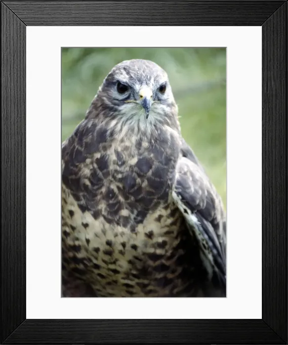 Framed Print : A hunting falcon at the Game Show at Broughton Hall in Yorkshire July 1979