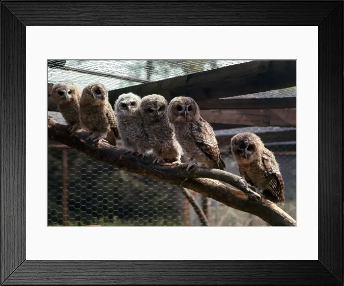 Framed Print : A group of owls all sitting in a row perched on a branch at Chester Zoo October Framed Print : A group of owls all sitting in a row perched on a branch at Chester Zoo October