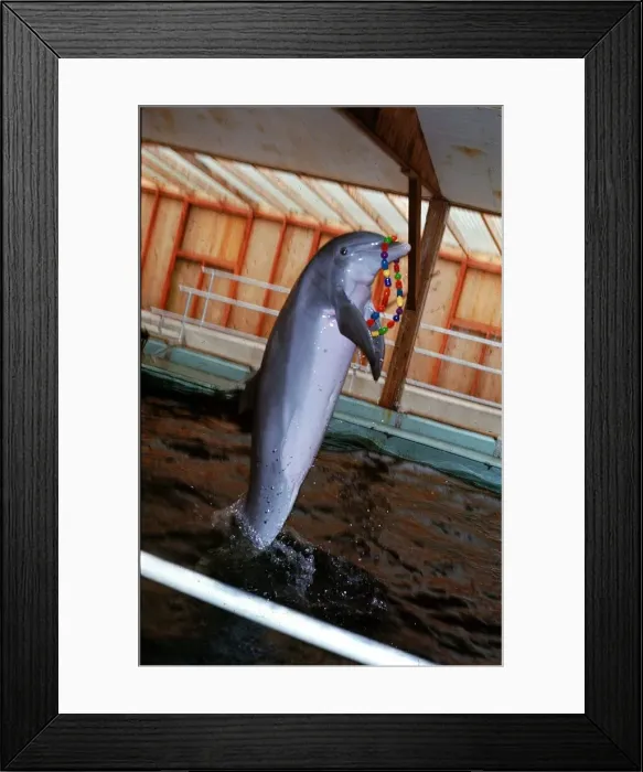 Framed Print : A porpoise at Marineworld doing tricks Circa 1980 Framed Print : A porpoise at Marineworld doing tricks Circa 1980