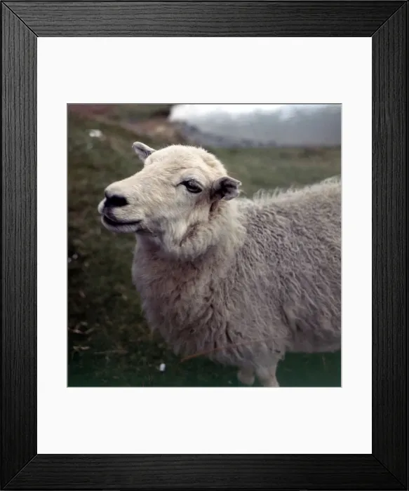 Framed Print : A sheep on the Radmorshire hills in Wales May 1973 Framed Print : A sheep on the Radmorshire hills in Wales May 1973